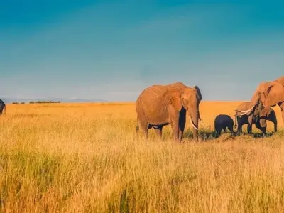 Khám phá địa lý du lịch Châu Phi qua những điểm nổi bật