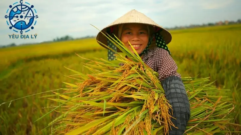 Tìm hiểu đặc điểm nông nghiệp Việt Nam