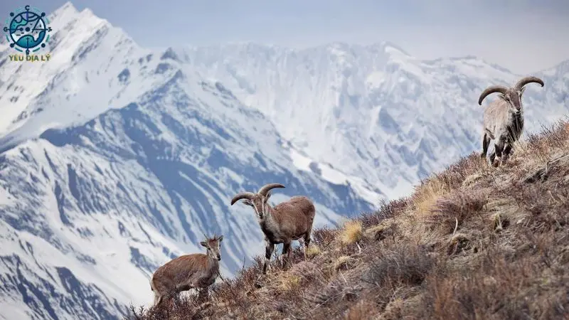 Vùng núi trẻ Himalaya - 7