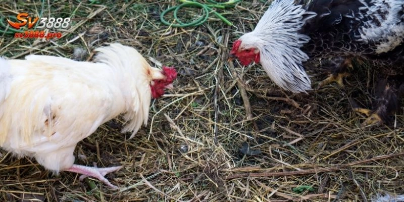 Cảm hứng từ đá gà truyền thống đến không gian số
