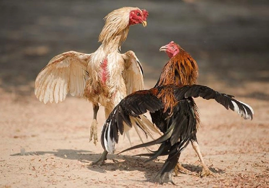 Lý Do Nên Chọn Đá Gà Cựa Sắt Tại 69VN