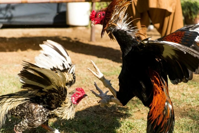  Mẹo quản lý vốn thông minh giúp cược đá gà fm88 hiệu quả hơn.