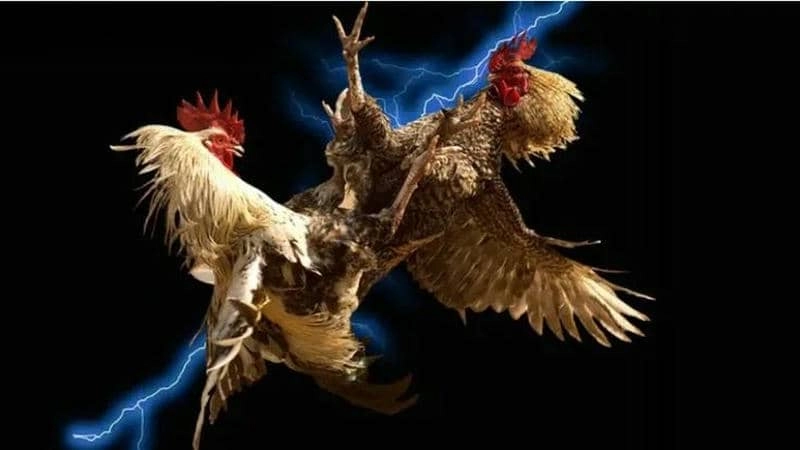 Chiến lược vốn và cược rung đá gà tre 188BET