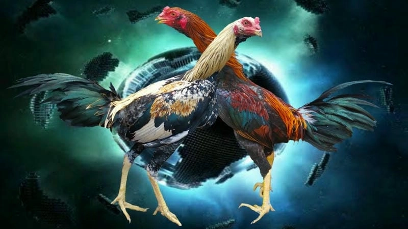  Giao diện đặt cược đá gà fm88 hiển thị các cửa Meron, Wala, BDD.