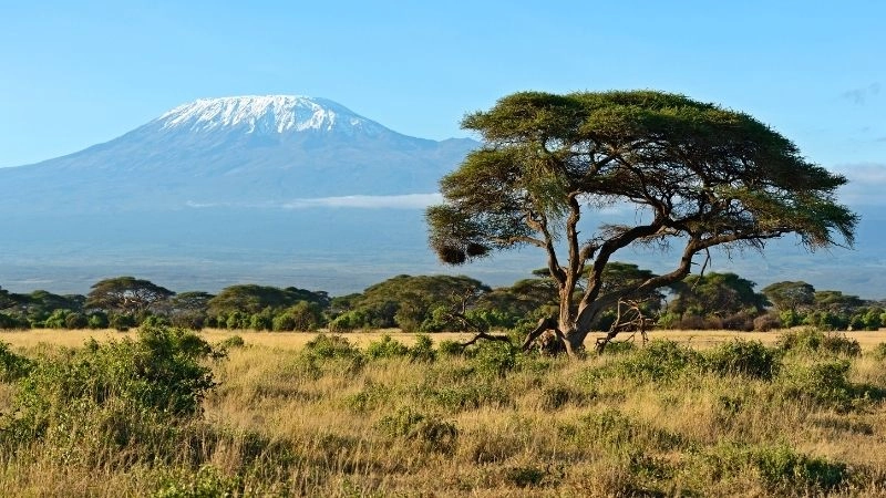 Dưới chân Kilimanjaro