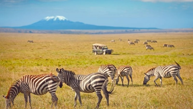 Tầm nhìn núi Kilimanjaro 