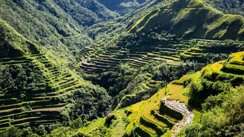 Banaue Rice Terraces kỳ quan xanh tuyệt đẹp của Philippines