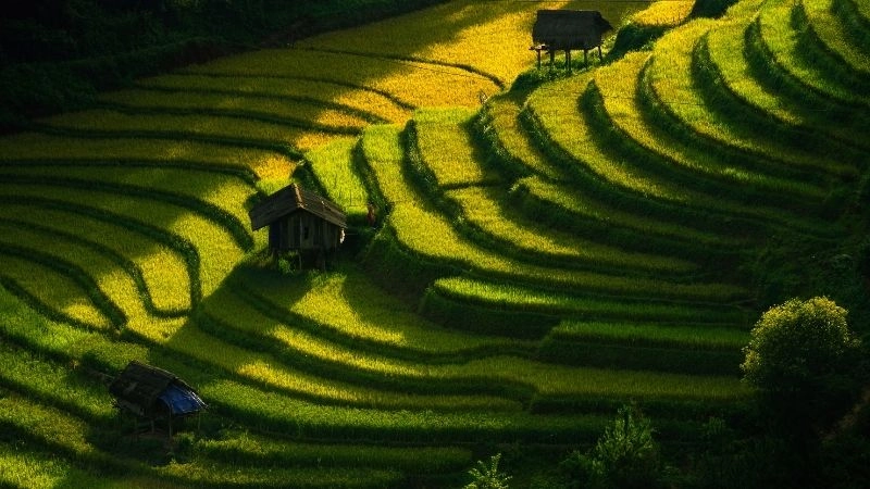 Nông nghiệp cổ ở Banaue 