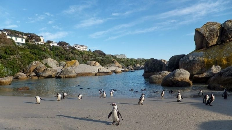 Động vật hoang dã ở Boulders 