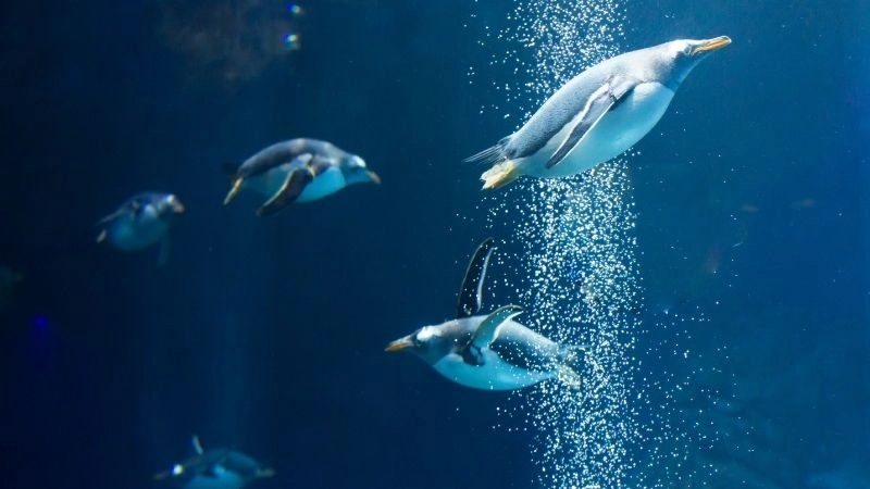 Bơi với chim cánh cụt tại Boulders