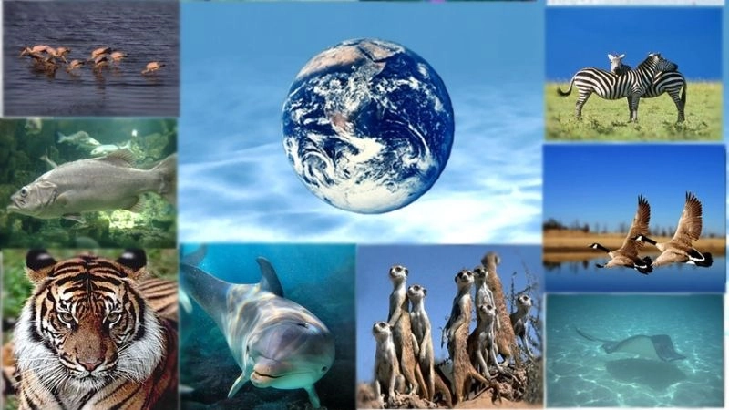 Vai trò đa dạng sinh học châu Âu