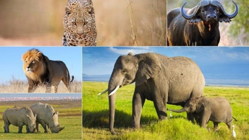 Big Five Châu Phi