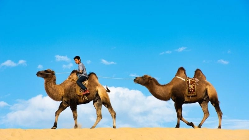 Du lịch cưỡi lạc đà