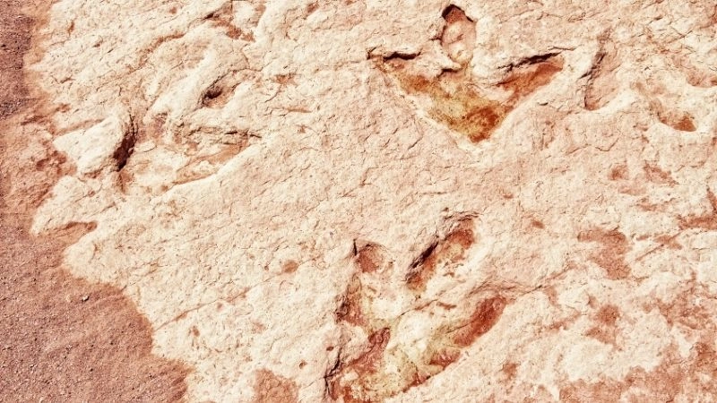 Khủng long hóa thạch