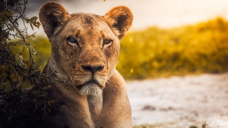 Động vật hoang dã châu Á độc đáo