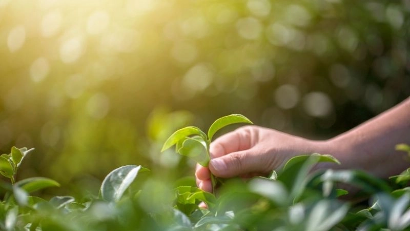 Hệ thực vật Châu Á nổi bật cùng những loài đặc hữu quý hiếm