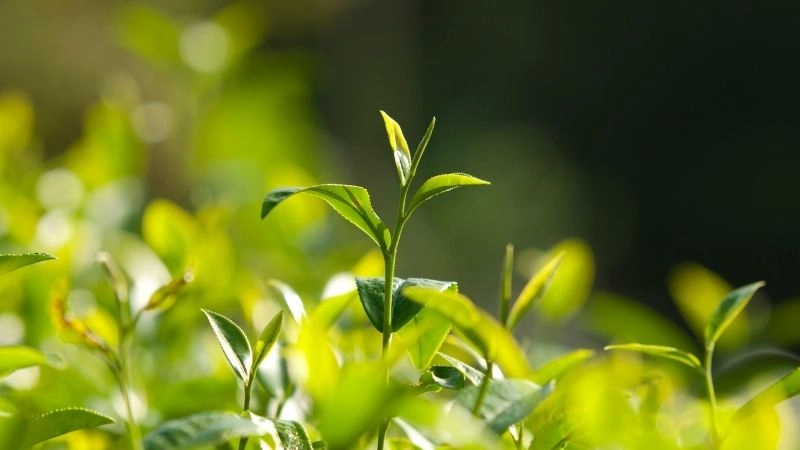 Thực vật điển hình của châu Á