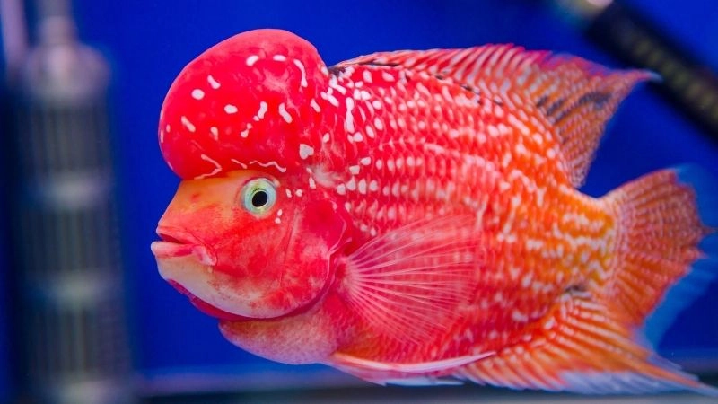 Cá Cichlid