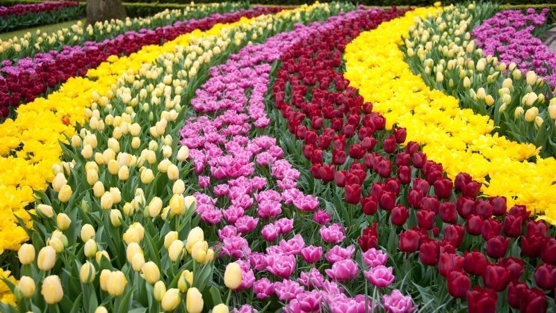 Vườn hoa Keukenhof Hà Lan