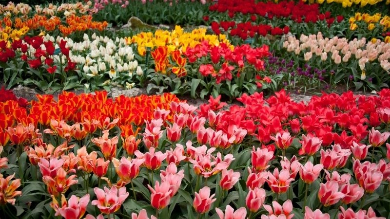 Du lịch mùa xuân