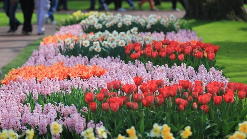 Keukenhof được mệnh danh là vườn châu Âu đẹp nhất