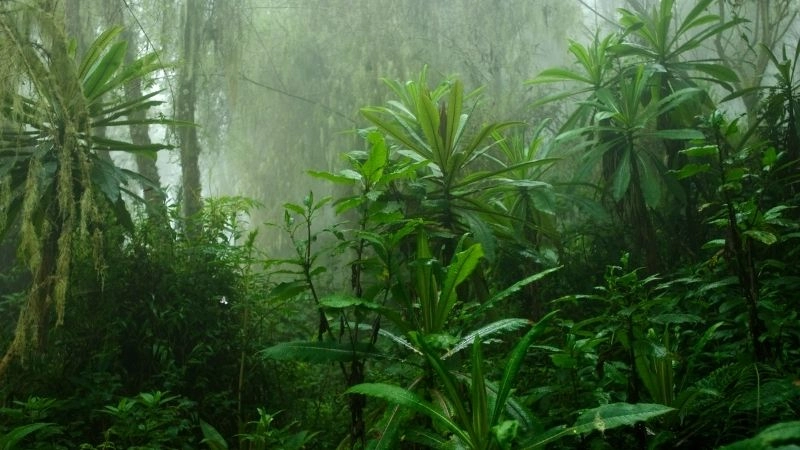 Châu Phi có bao nhiêu đới khí hậu