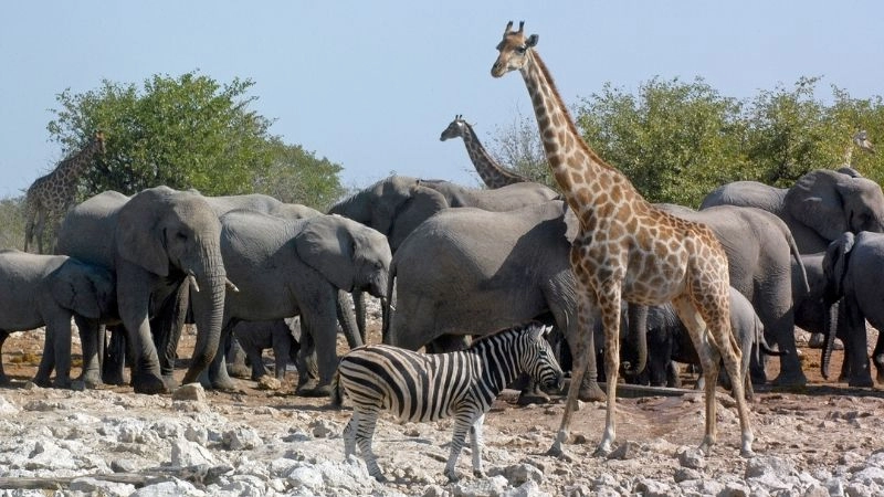 Động vật hoang dã