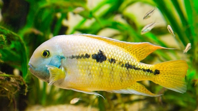 Cá cichlid