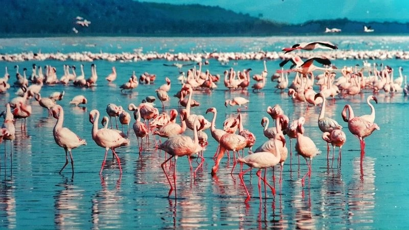 Lake Naivasha điểm đến lý tưởng cho du lịch và nghỉ dưỡng