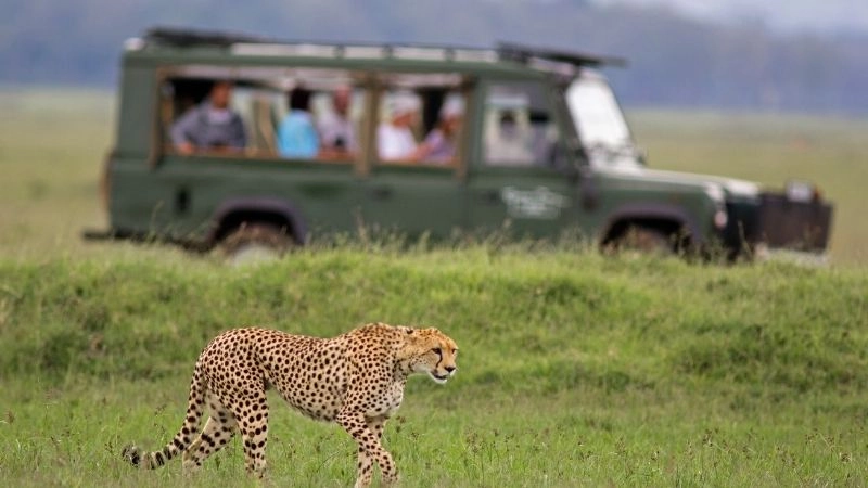 Safari Kenya