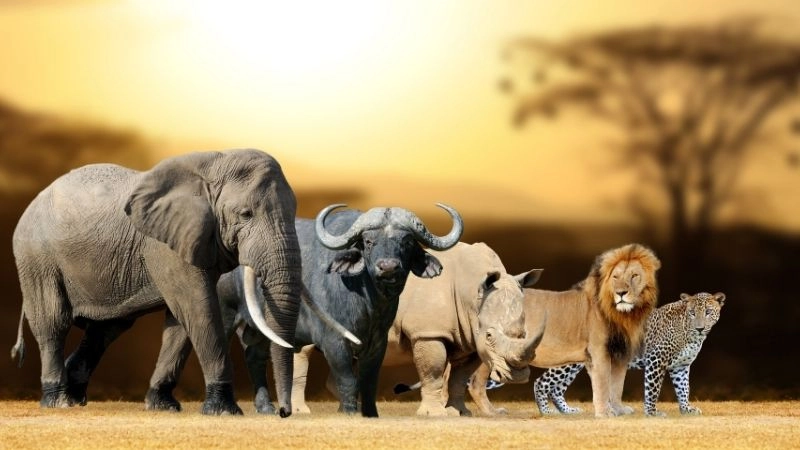 Động vật hoang dã Big Five