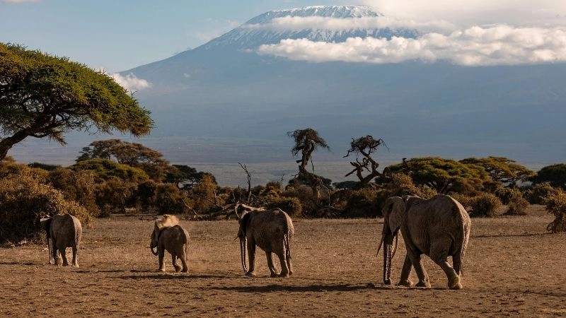 Công viên quốc gia Tanzania