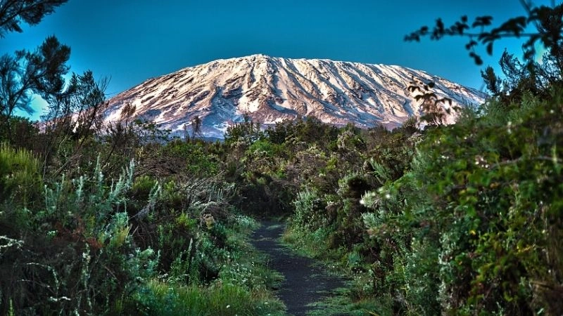 Rừng Kilimanjaro