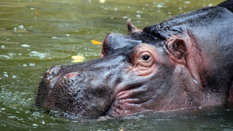 Động vật Okavango
