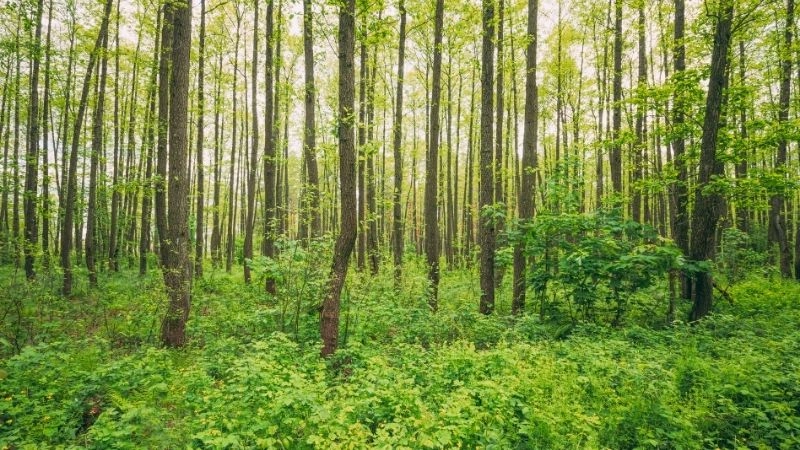 Thực trạng rừng châu Âu