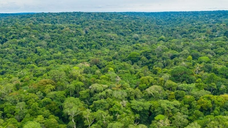 Rừng Congo