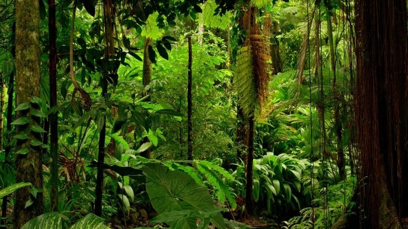 Bảo tồn rừng