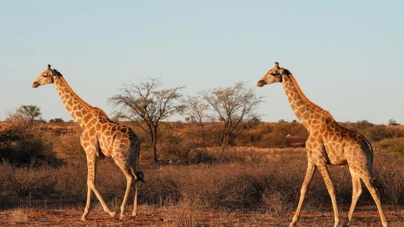 Động vật Kalahari
