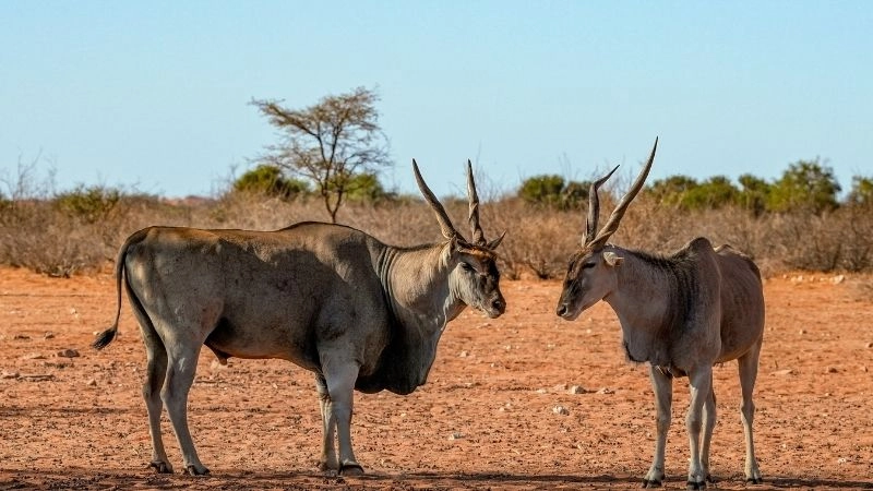 Công viên Kgalagadi