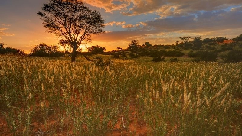 Thực vật Kalahari
