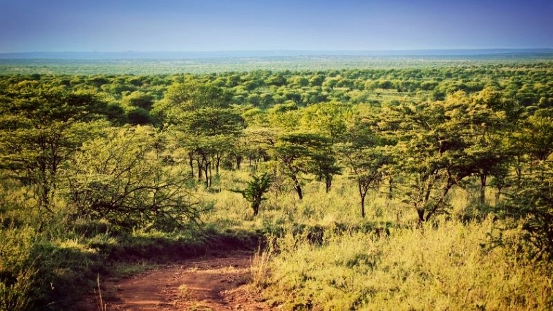 Thảo nguyên Serengeti