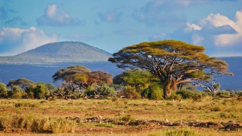 Hệ sinh thái savanna