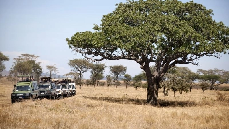 Safari Tanzania