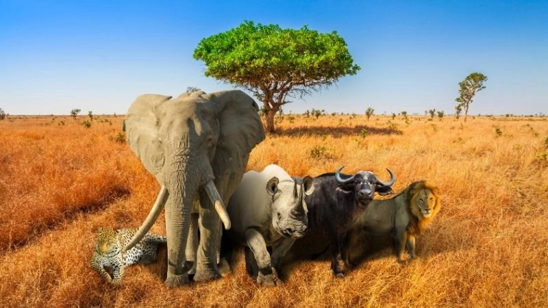 Big Five động vật