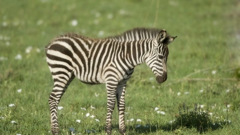 Thảo nguyên Serengeti