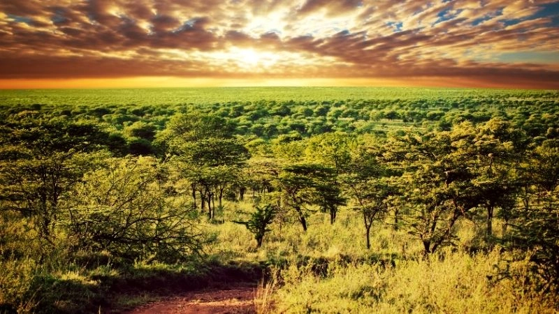 Hệ sinh thái savanna