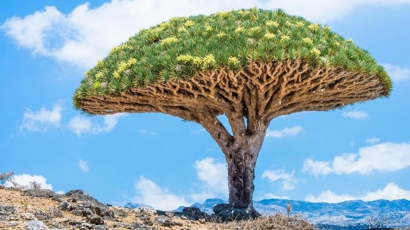 Đảo Socotra Yemen