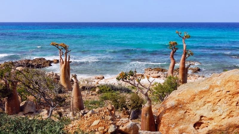 Cây rồng máu Socotra