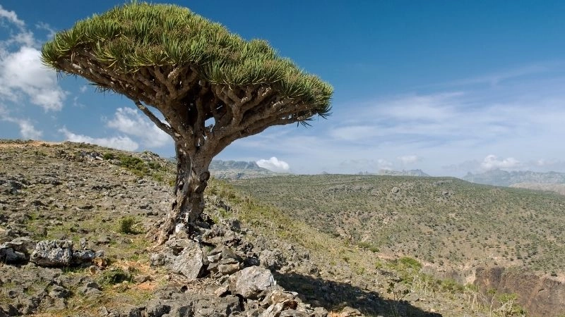 Du lịch sinh thái Socotra