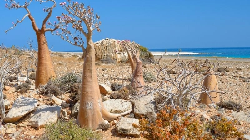 Socotra được UNESCO công nhận năm 